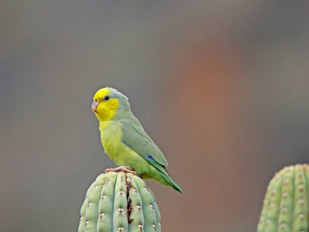 Yellow-Faced Parrotlet Side view_Agami Photo Agency_Shutterstock