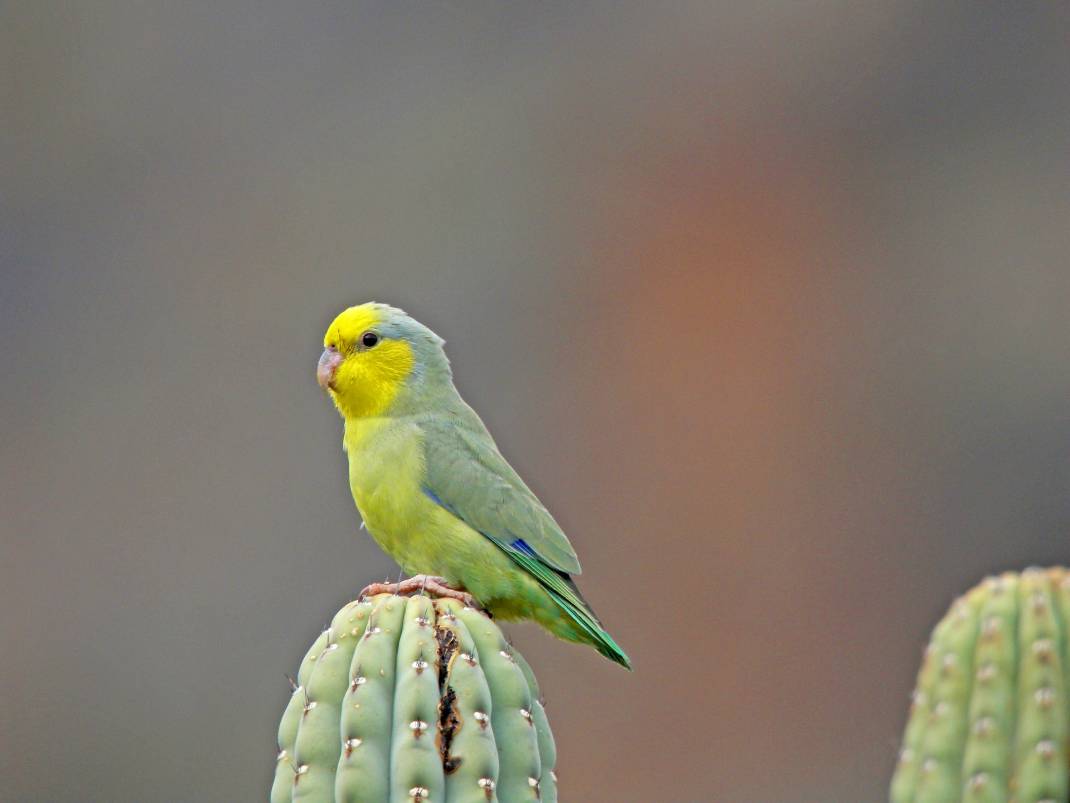 Yellow-Faced Parrotlet Side view_Agami Photo Agency_Shutterstock