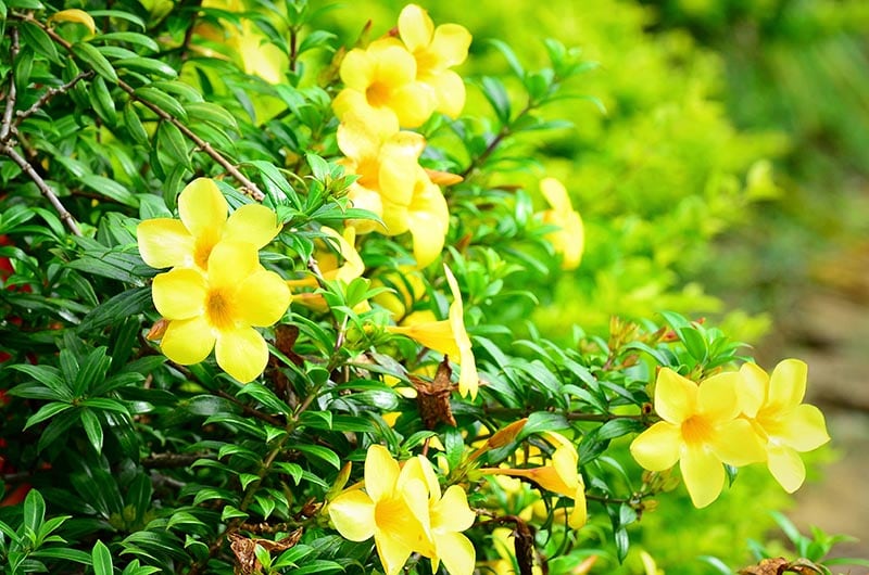 Yellow Jessamine flower