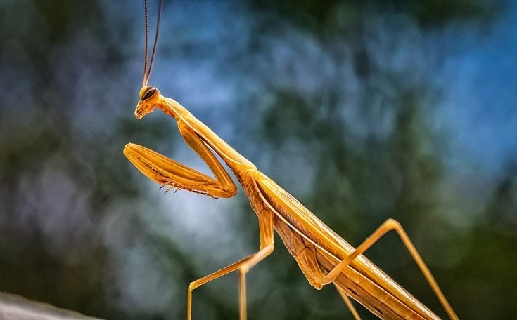 Yellow Mantis