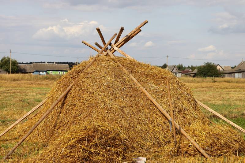 Yellow Oats hay bale on the European rural harvested field