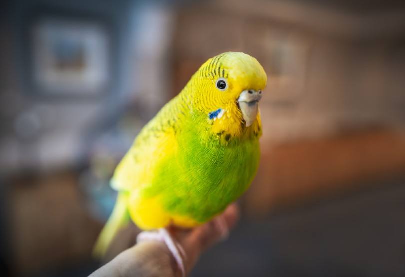 Yellow Parakeet