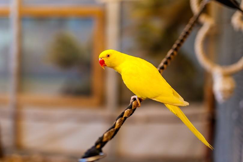 Yellow Parakeet