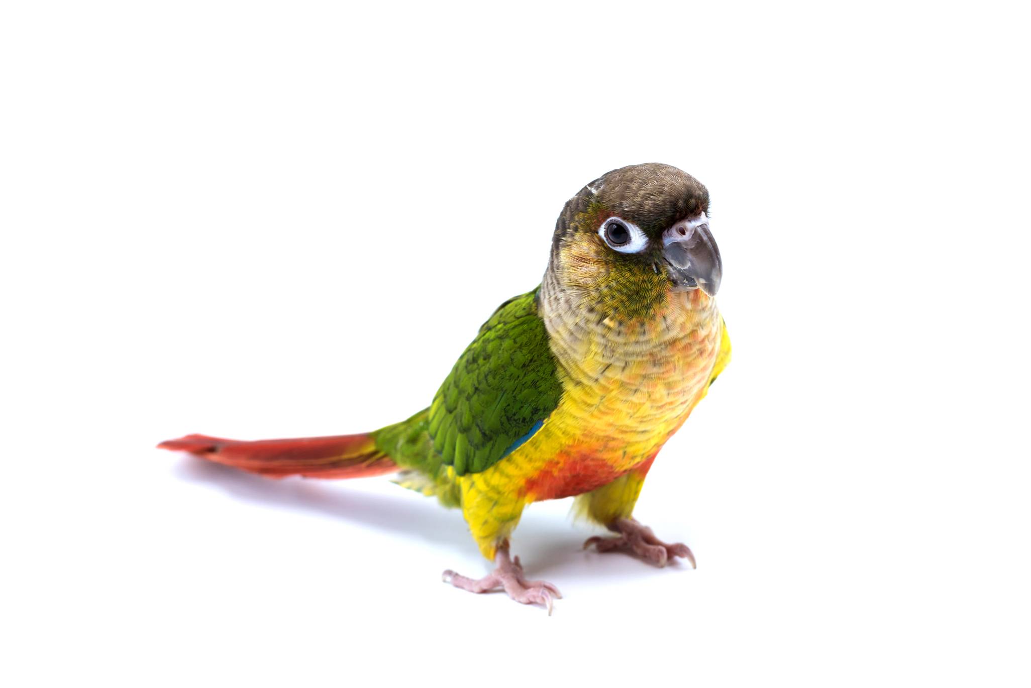 Yellow Side Conure side view_ worachet jureuan_Shutterstock