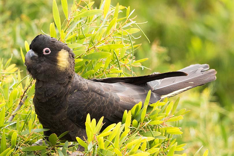 Yellow-Tailed Black Cockatoo