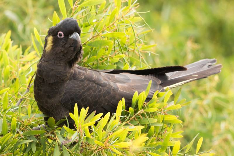 Yellow Tailed Black Cockatoo