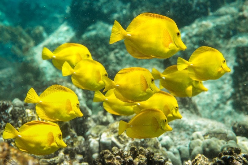 Yellow Tangs