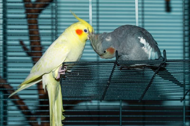 Yellow and gray cockatiels communicate with each other on the cage door