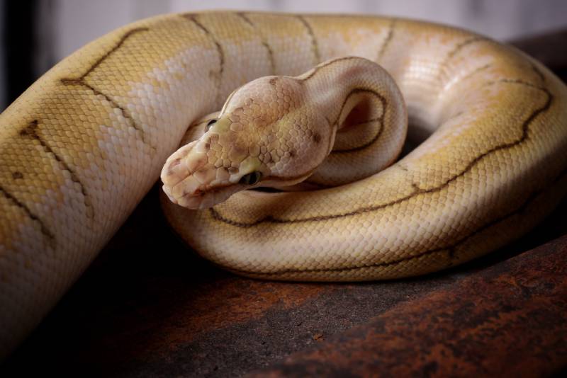 Yellow ball python in studio