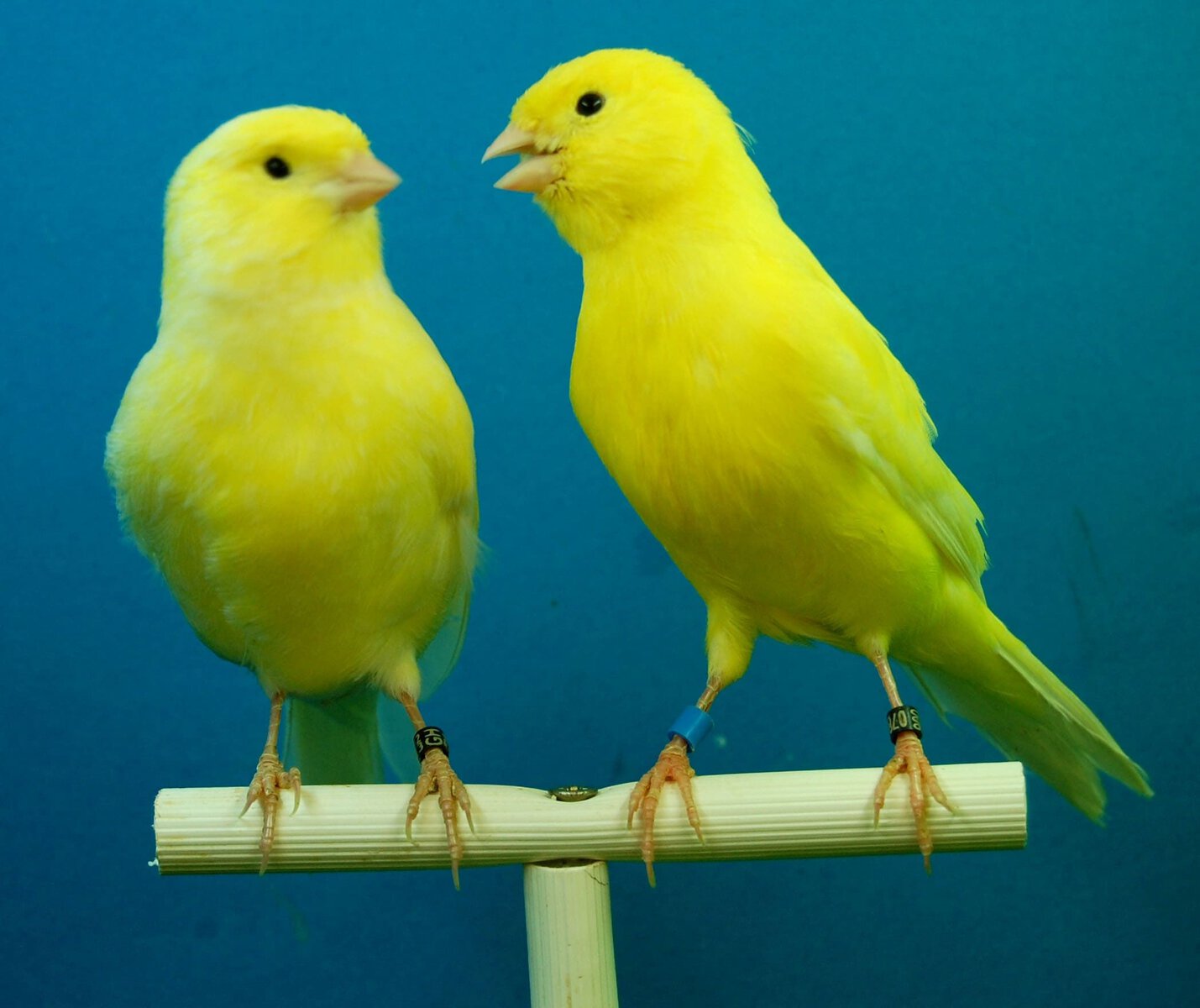 Yellow canary budgies