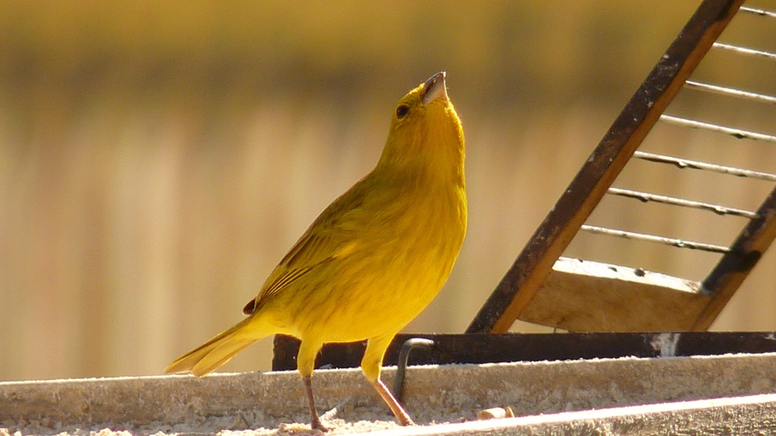 Yellow canary