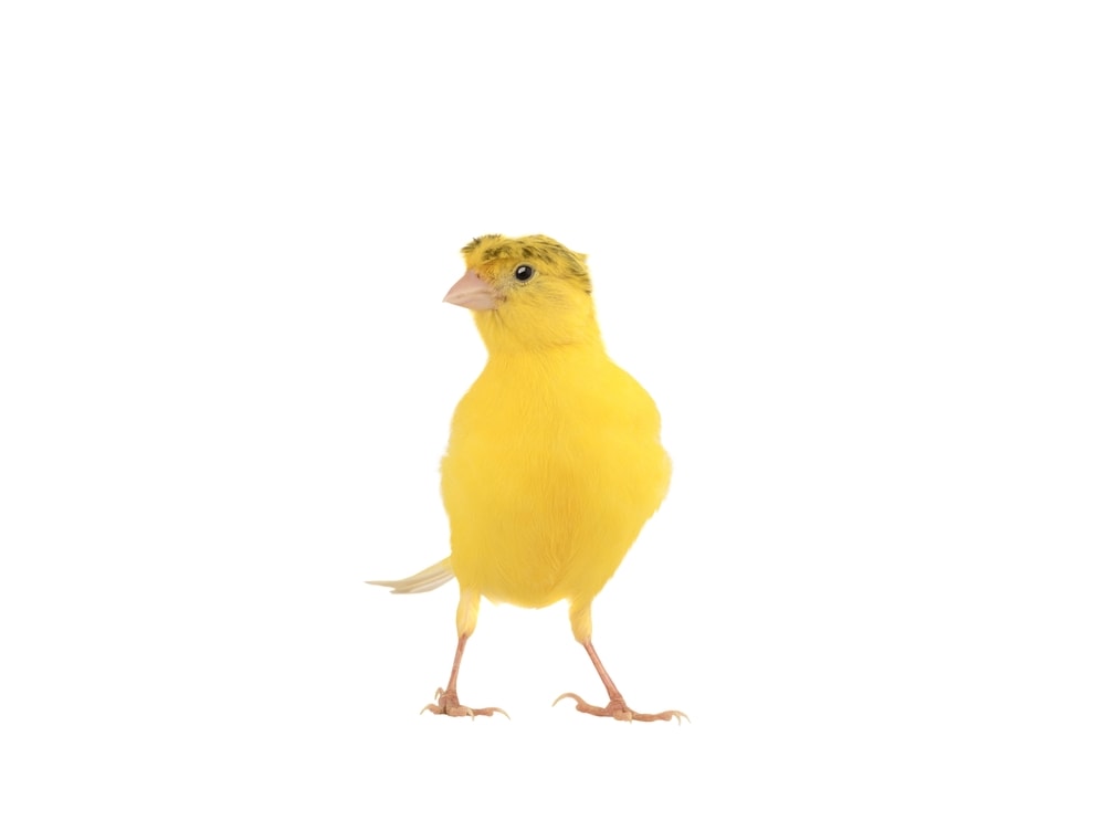 Yellow canary