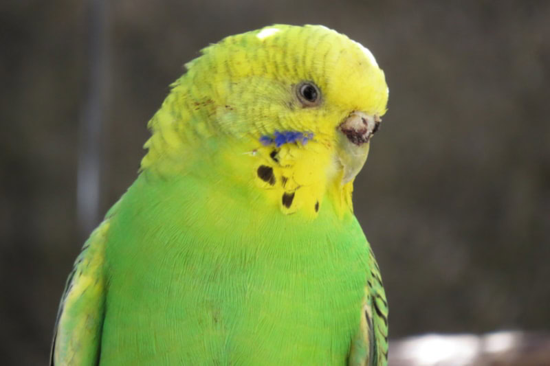 Yellow-faced parrotlet