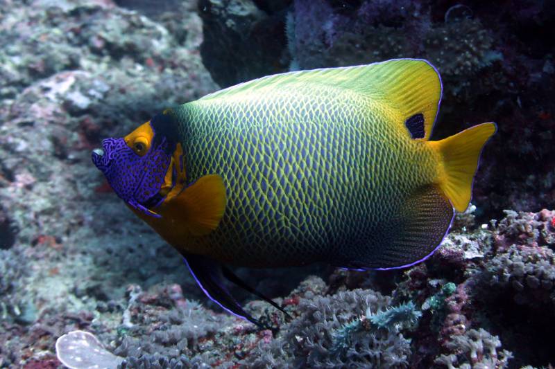 Yellow-mask Angelfish