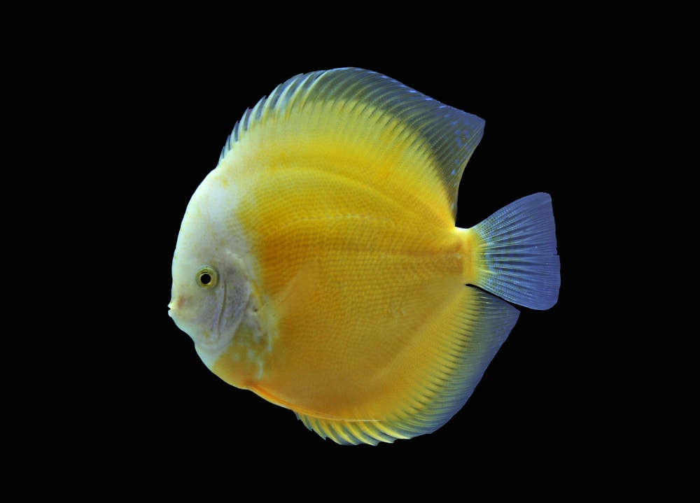 Yellow white discus