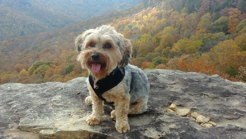 Yorkipoo hiking