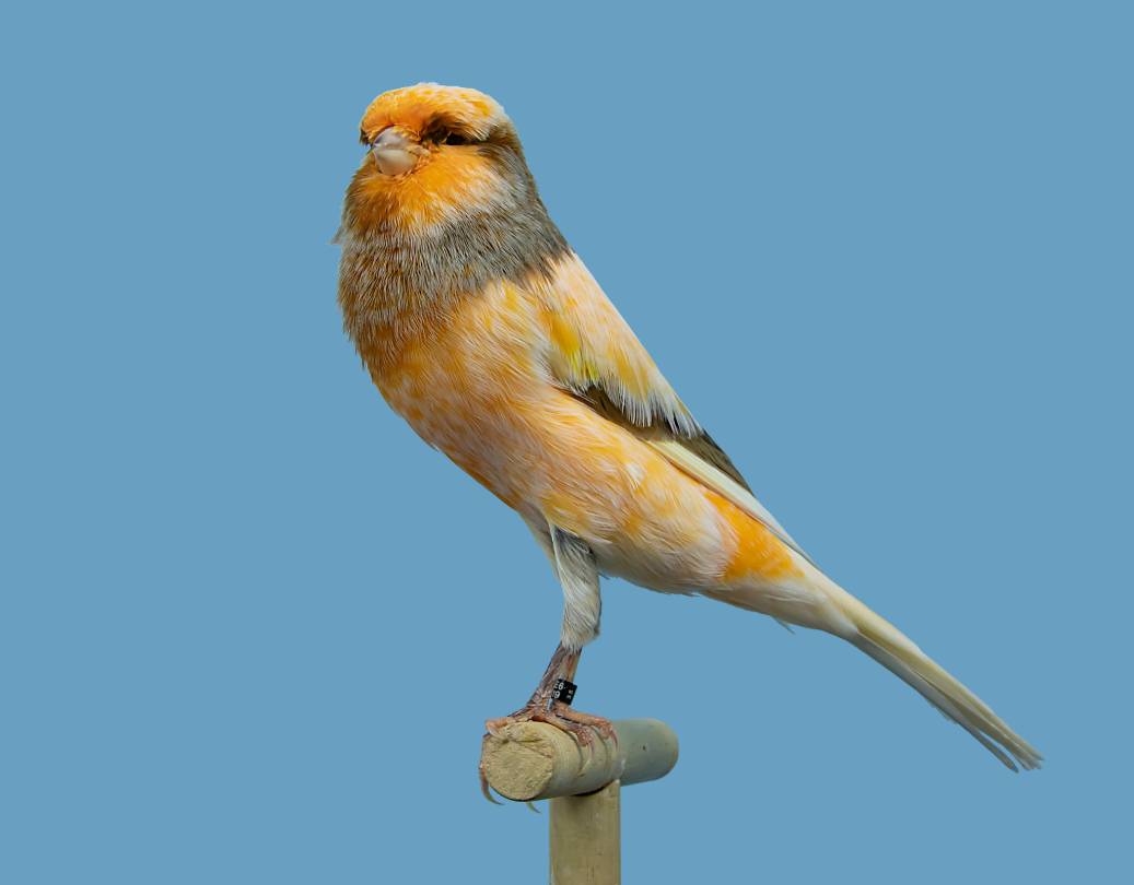 Yorkshire Canary