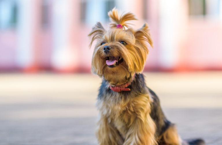 Yorkshire Terrier_shutterstock_shymar27
