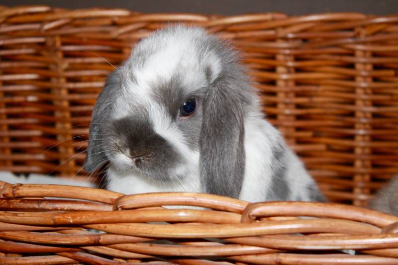 Young Holland Lop Bunny Rabbit Broken Blue Sitting in basket spring