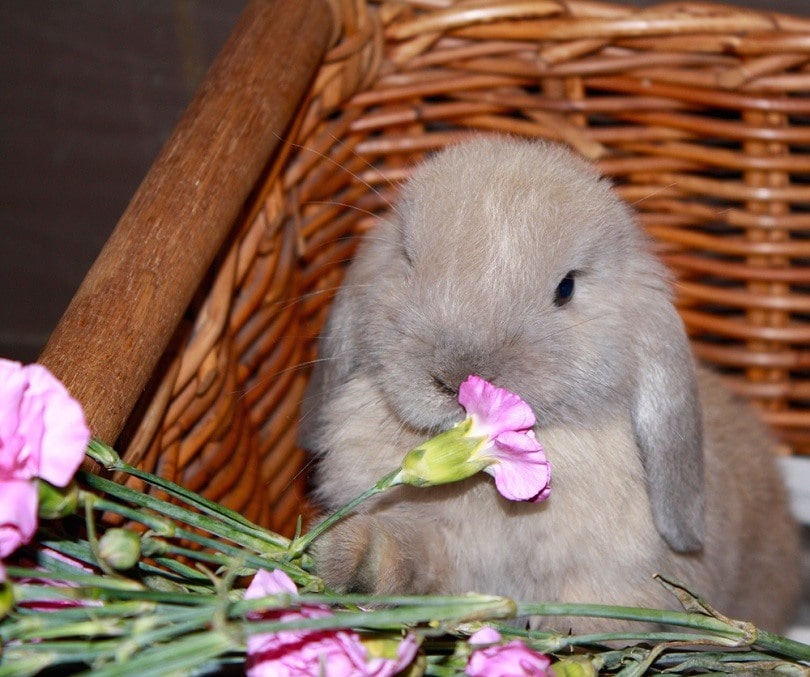 Young-Holland-Lop-Bunny-Rabbit-Shaded-Blue-Tort_RingDeer-Enterprises_shutterstock