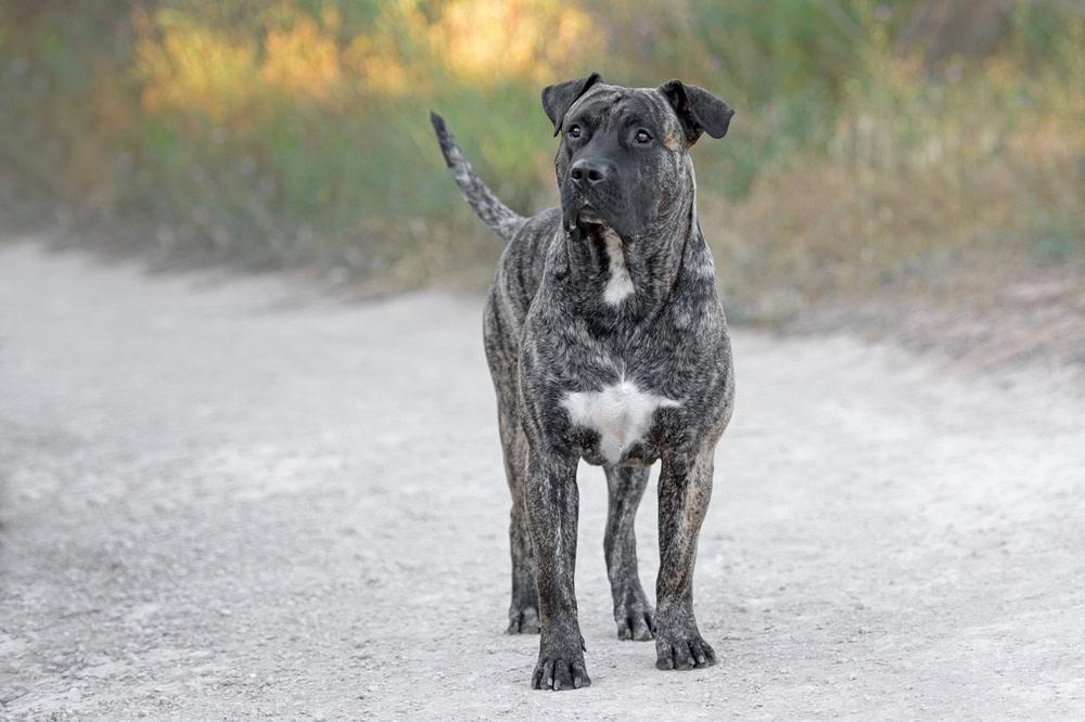 Young adult male presa canario dog
