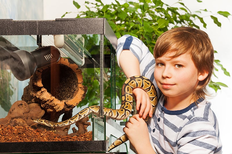 Young boy holding small ball python