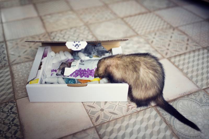 Young ferret examines the play box