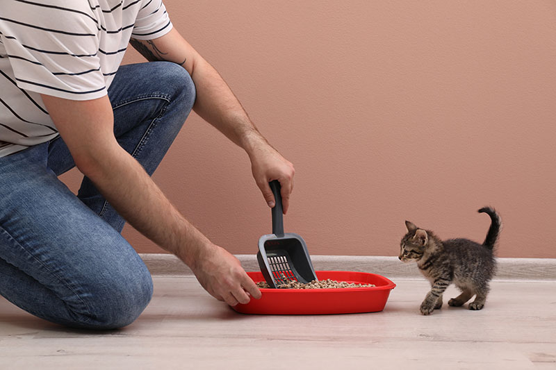 Young man cleaning cat litter tray at home