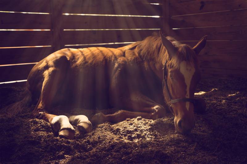 Young weanling horse lying down in stall with sunbeams shining looking tired