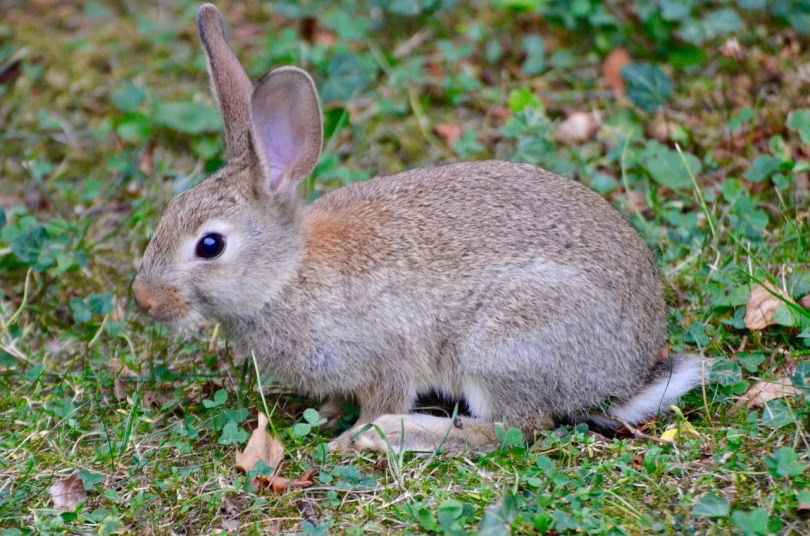 Young wild rabbit running in the grass