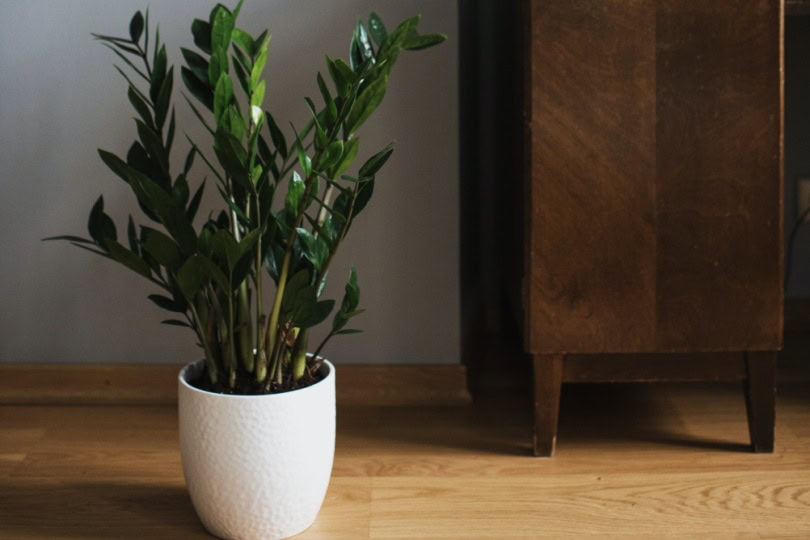 Zamioculcas Zamiifolia in a vase on the floor