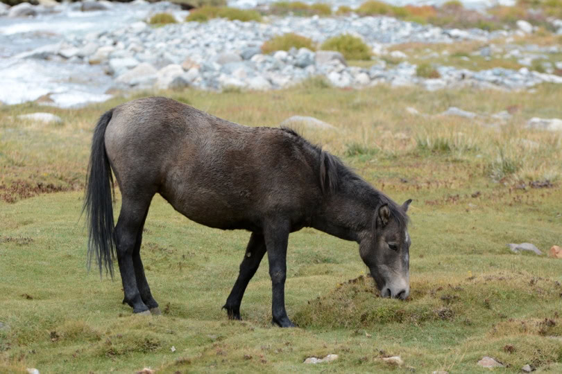 Zaniskari horse grazing in grassy hill