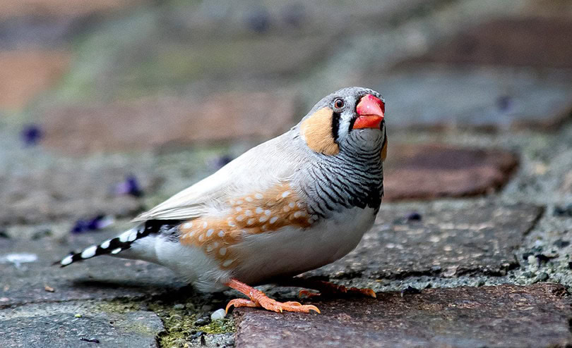 Zebra Finch Close Up