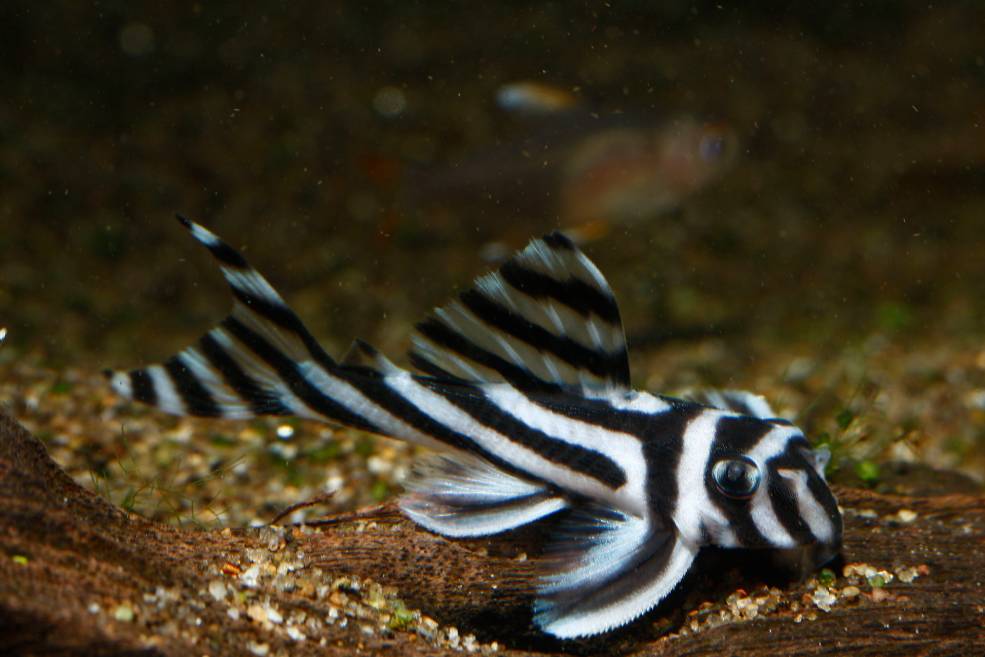 Zebra Plecostomus