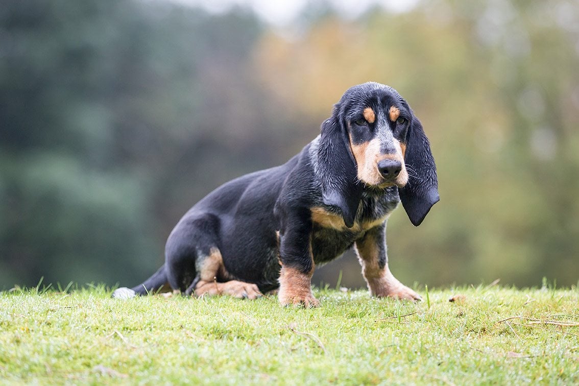 a Basset Bleu de Gascogne