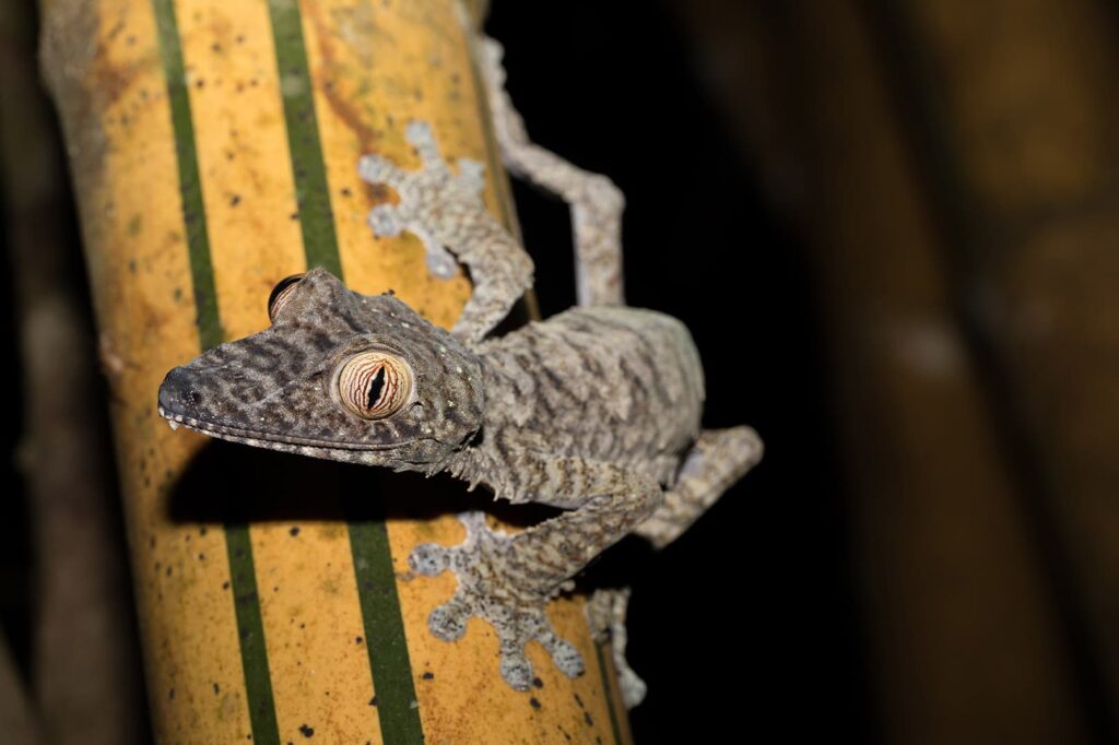 a Giant leaf-tailed gecko