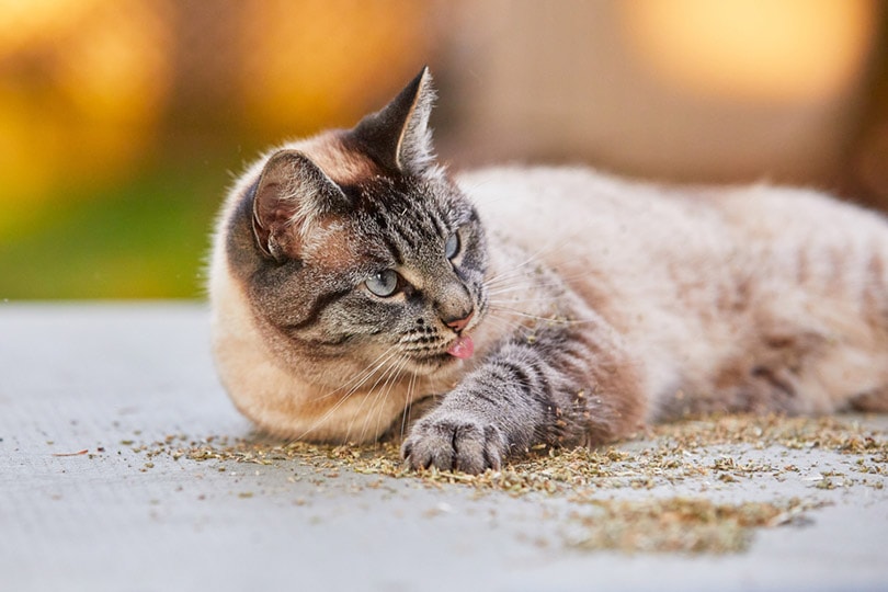 a Siamese lynx point cat lies down on the floor sprinkled with catnip and lick her paw