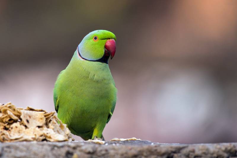 a beautiful Rose-Ringed Parakeet on the ground