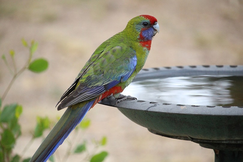 a bird on the edge of a bird bath