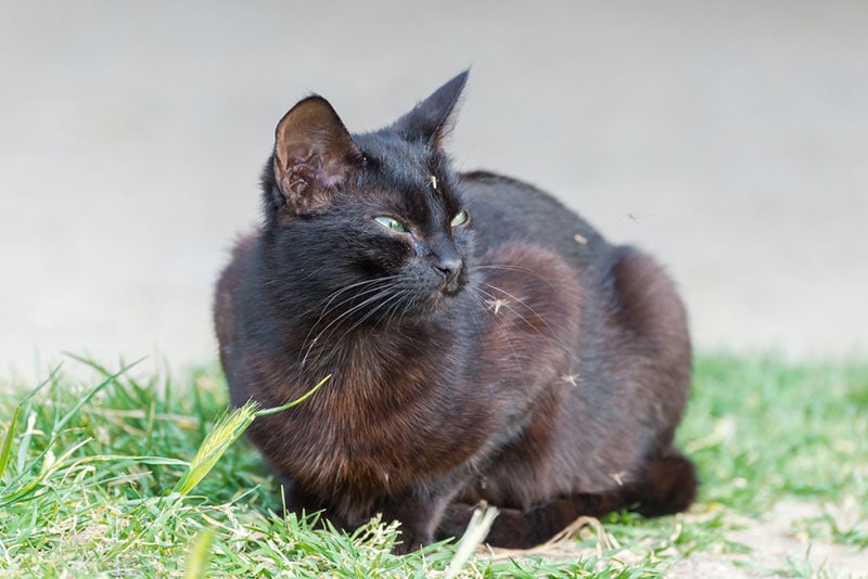 a black cat lying on grass with mosquitoes around