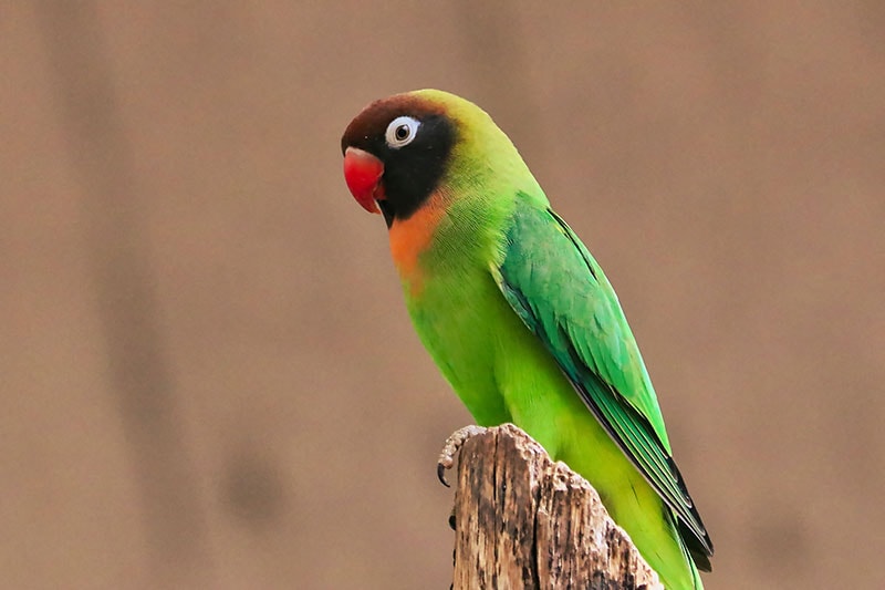 a black-cheeked lovebird perching on a wooden post