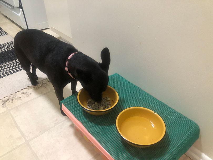 a black dog eating nom nom dog food recipe