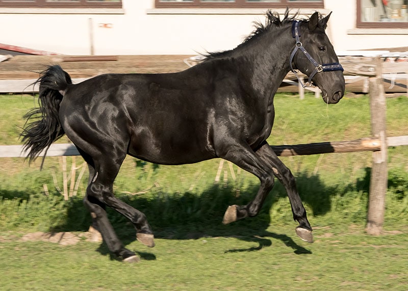 a black nonius horse running in the farm