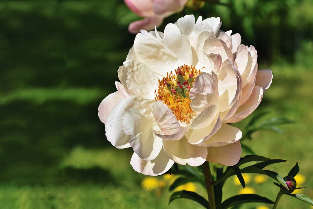 a blooming peony