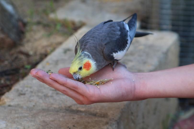 blue cockatiel eating
