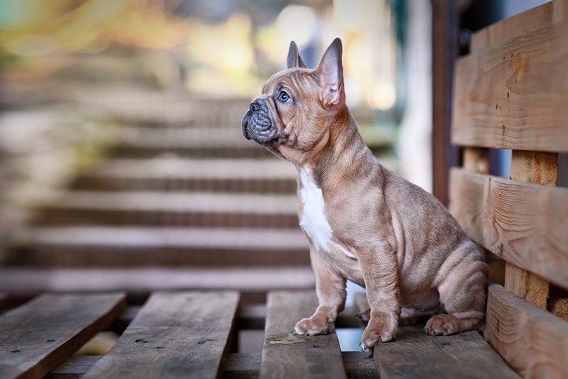 a blue fawn french bulldog sitting on wooden floor