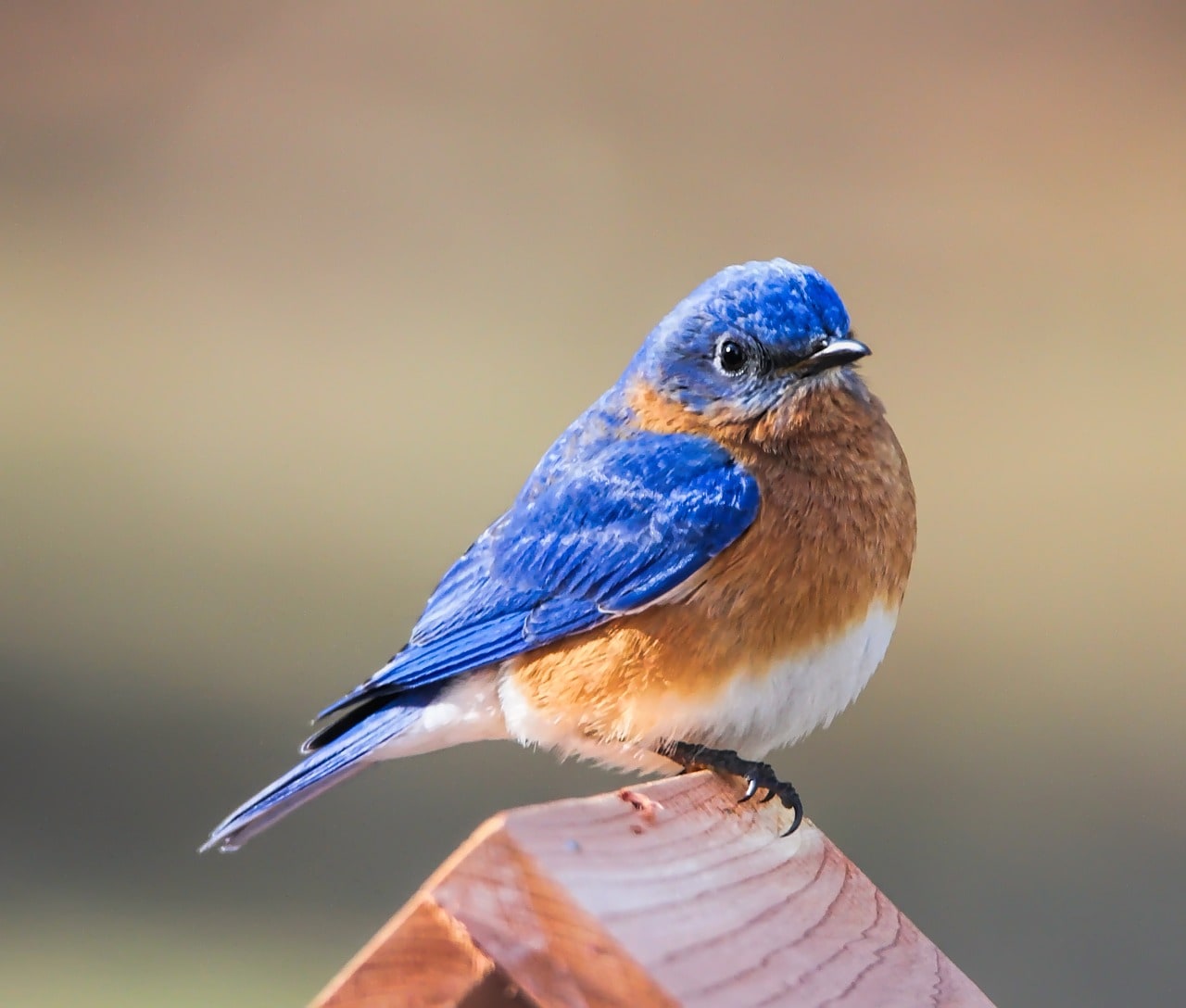a bluebird