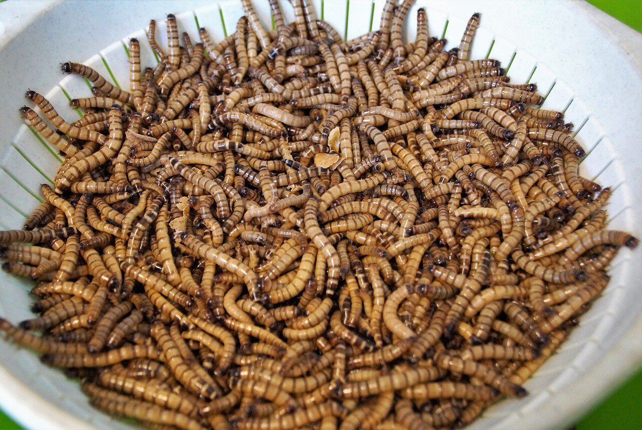 a bowl of mealworms
