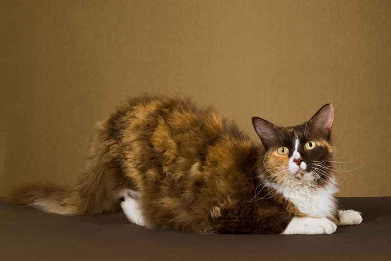 a calico laperm cat in the studio