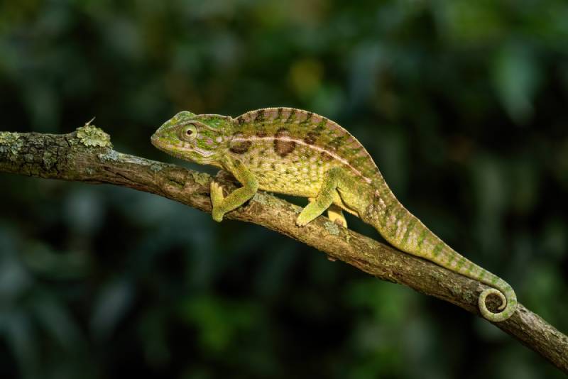 a carpet chameleon on a stem at the woods